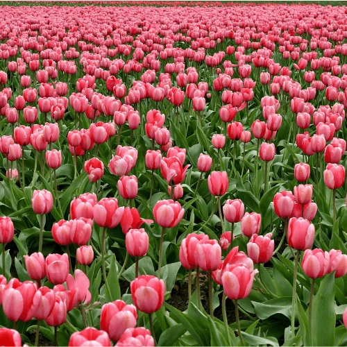 Pink Tulips