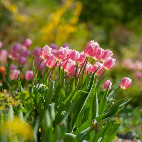 Pink Tulips