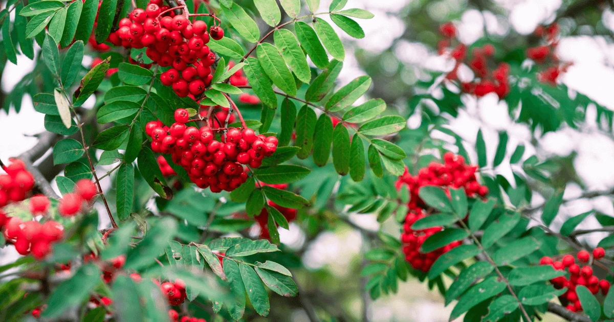 tree with red berries