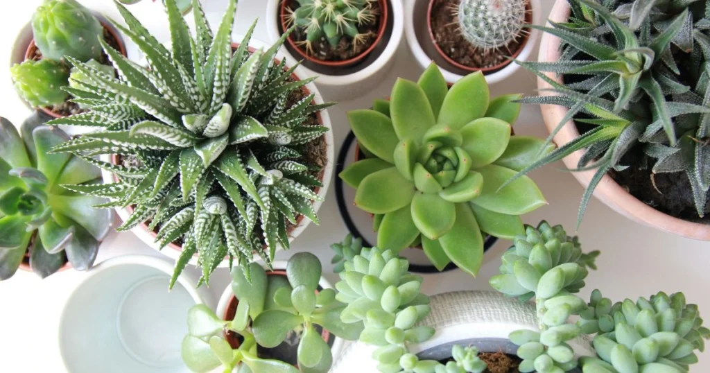 succulent pot ideas