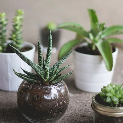 succulent pot ideas