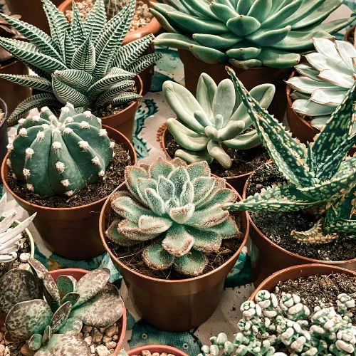 succulent pot ideas