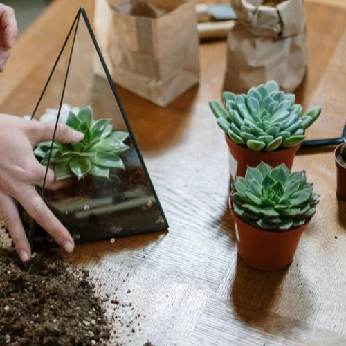 succulent pot ideas