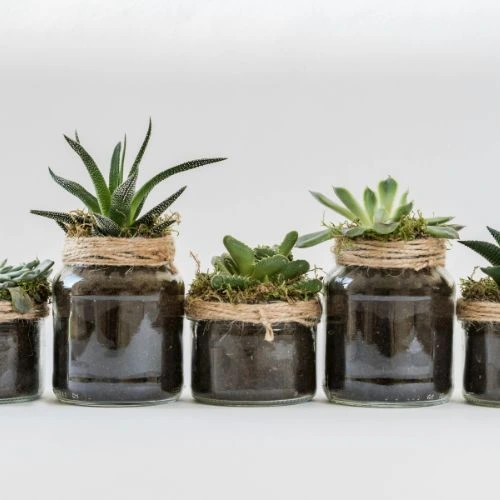 succulent pot ideas