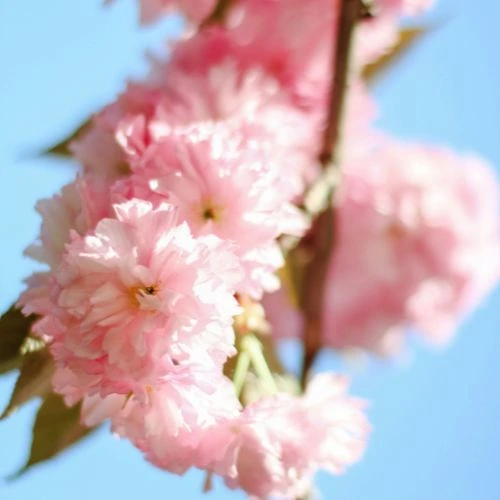 weeping cherry flowering tree