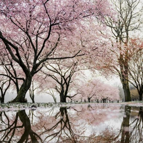 weeping cherry flowering tree