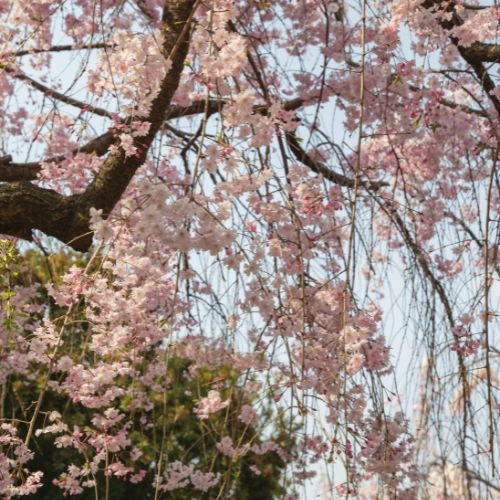 weeping cherry flowering tree