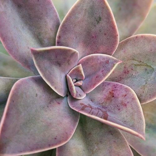 Caring for Beautiful Purple Succulent Plants: Everything You Need to Know 2 Purple Succulent Plant