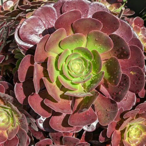 Caring for Beautiful Purple Succulent Plants: Everything You Need to Know 3 Purple Succulent Plant