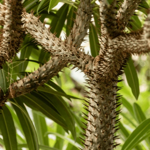 madagascar palm