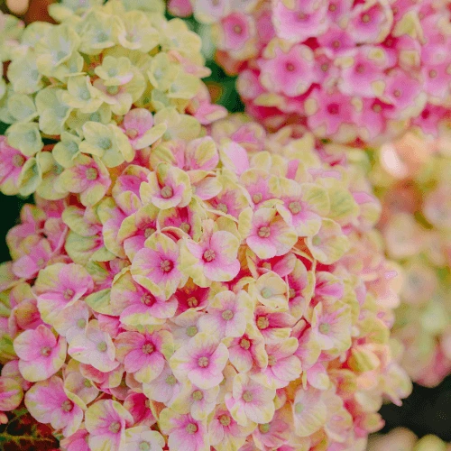 purple hydrangea