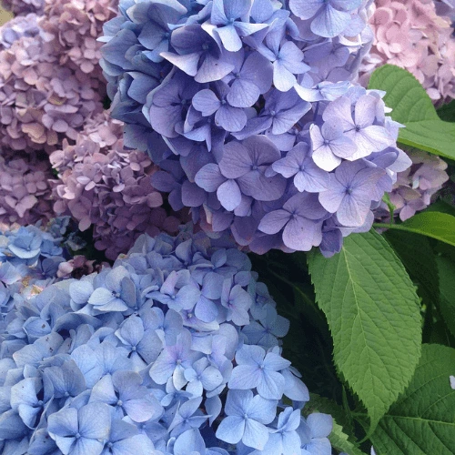 purple hydrangea