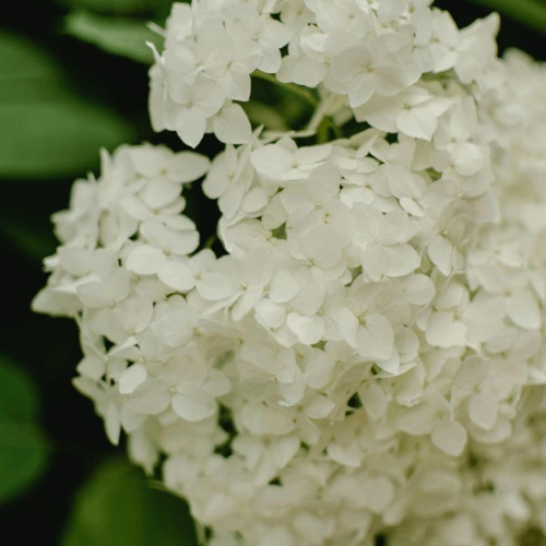 purple hydrangea