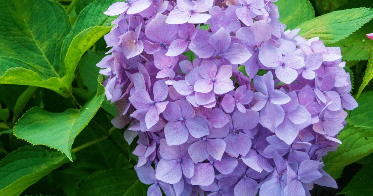 purple hydrangea