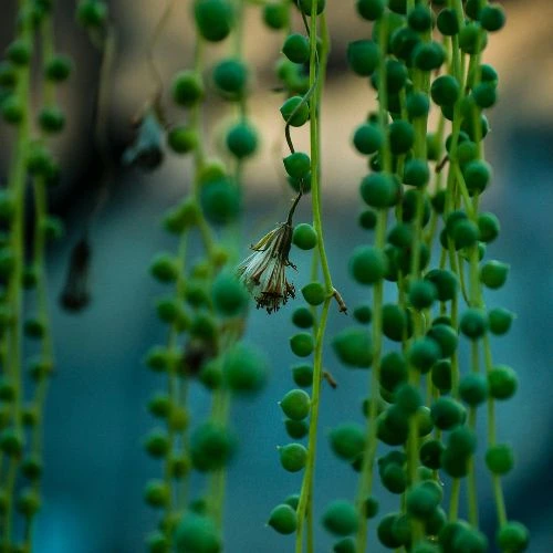 7 Amazing Facts About the Rosary Plant (And How to Grow It Successfully) 4 rosary plant
