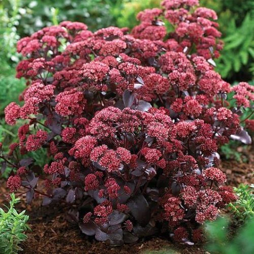 Caring for Beautiful Purple Succulent Plants: Everything You Need to Know 4 Purple Succulent Plant