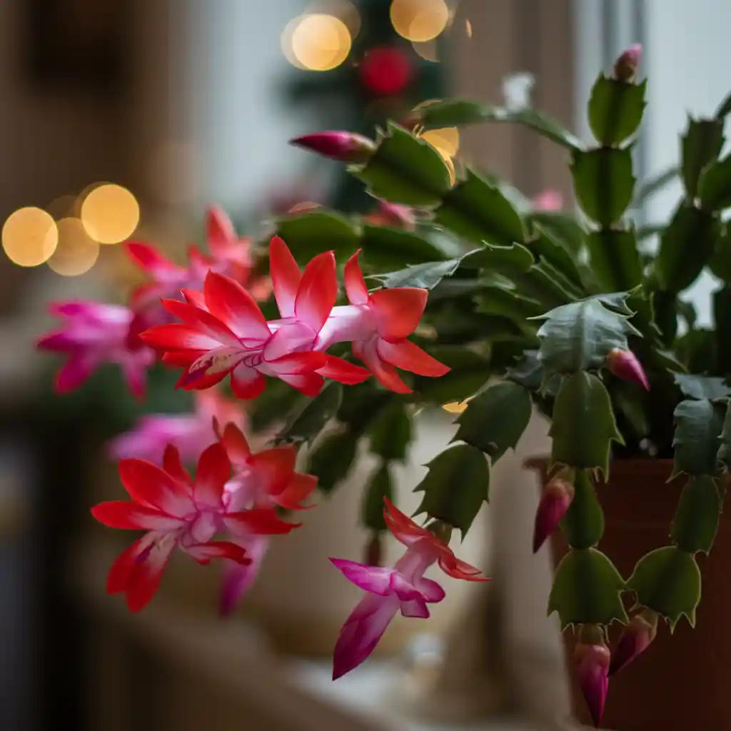 Flowering Cactus: 10 Beautiful Varieties to Grow 3 Christmas Cactus Schlumbergera