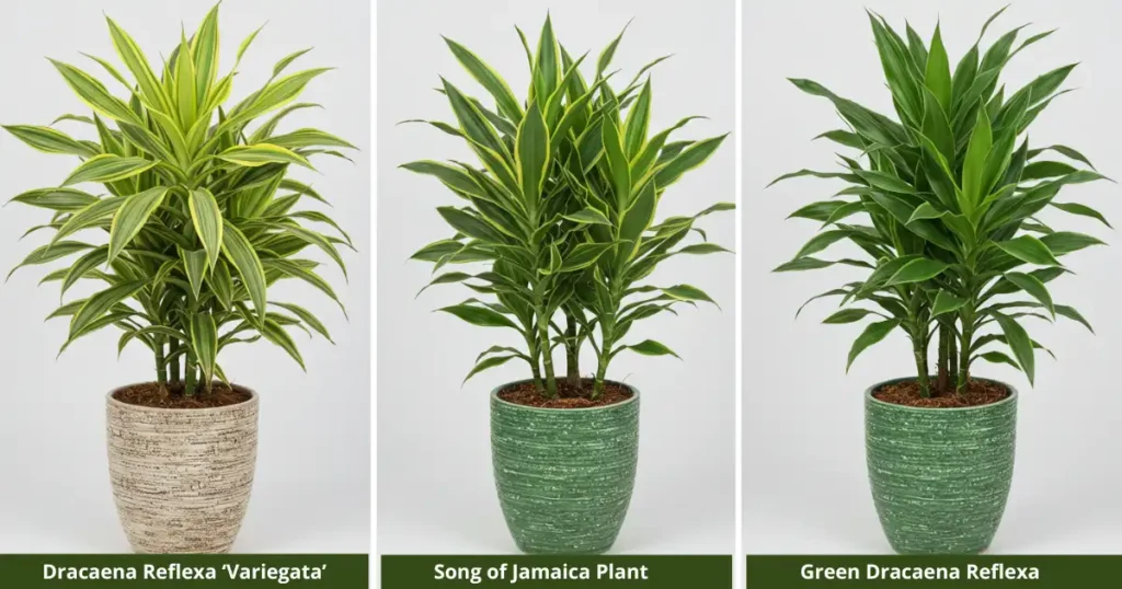 Song of India Plant Care Made Easy 2 Song of India varieties 2
